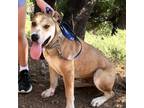 Adopt HENRY a Hound, American Staffordshire Terrier