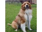 Adopt Bear a Rough Collie, Mixed Breed
