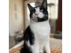 Adopt Sir Michael a American Shorthair