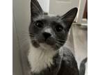 Adopt George a American Shorthair