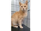Adopt 6245 (Max) a Domestic Short Hair