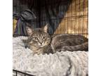 Adopt George a Domestic Medium Hair
