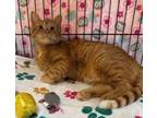 Adopt Milo a Domestic Short Hair