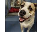 Adopt Scotty a American Staffordshire Terrier