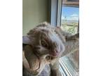 Adopt Fritz a Tabby