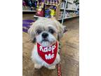 Adopt Randy a Shih Tzu