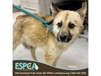 Adopt Oasis a Australian Shepherd, Husky