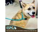 Adopt Compass a Australian Shepherd, Husky