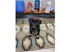 Adopt Quentin a Mixed Breed