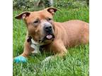 Adopt Ragu a Pit Bull Terrier