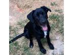 Adopt Pooh a Labrador Retriever, German Shepherd Dog