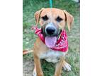 Adopt Vance a Labrador Retriever, Boxer