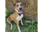 Adopt Oakley a Australian Cattle Dog / Blue Heeler, Mixed Breed