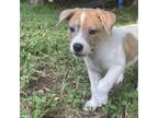 Adopt Chunkus Monkus a Australian Shepherd, Mixed Breed