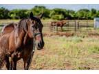 Adopt Jack Black a Grade