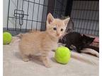 Fondant Domestic Shorthair Kitten Male