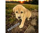 Kenickie Boxer Male