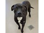 Adopt Mac a Pit Bull Terrier