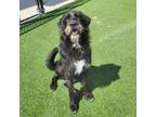 Adopt Toto a Wirehaired Terrier