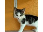 McKittrick Domestic Shorthair Kitten Male