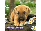 Cha-Cha Boxer Female