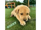 Sonny Boxer Male