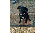 Tina Golden Retriever Baby Female