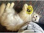 Luna - Super Sweet Himalayan Young Female