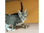 Rogelio Domestic Shorthair Kitten Male