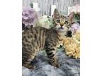 Paisley Domestic Shorthair Kitten Female