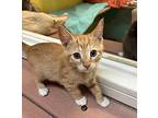 Shazam Domestic Shorthair Kitten Male