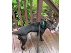 Bam-Bam American Pit Bull Terrier Young Male