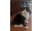 Adopt Percy a Domestic Short Hair