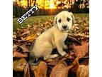 Betty Boxer Female