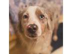 Skye Australian Shepherd Young Female