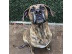 Marble Hound (Unknown Type) Adult Female