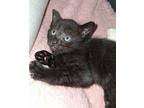 ButterCream Domestic Shorthair Kitten Female