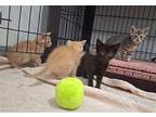 WhippedCream Domestic Shorthair Kitten Female