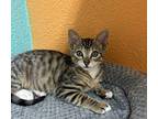 Spike Domestic Shorthair Kitten Male