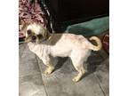 Ruby Hadley DH D2024 in NE Shih Tzu Adult Female
