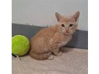 CreamCheese Domestic Shorthair Kitten Male