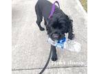 Storm Cocker Spaniel Adult Male
