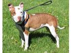 MAYA American Pit Bull Terrier Adult Female