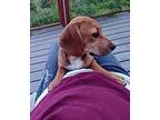 Graham Beagle Puppy Female
