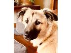 Adopt Lathrop a Australian Shepherd, Australian Cattle Dog / Blue Heeler