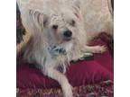 Adopt Rags (Dallas) a Papillon, Yorkshire Terrier