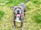 Adopt Hugh a Pit Bull Terrier