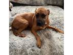 Adopt Lucky a Boxer, Mixed Breed