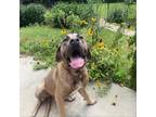 Adopt Riddler 05-0524 a Mastiff