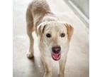 Adopt Timothy a Labrador Retriever